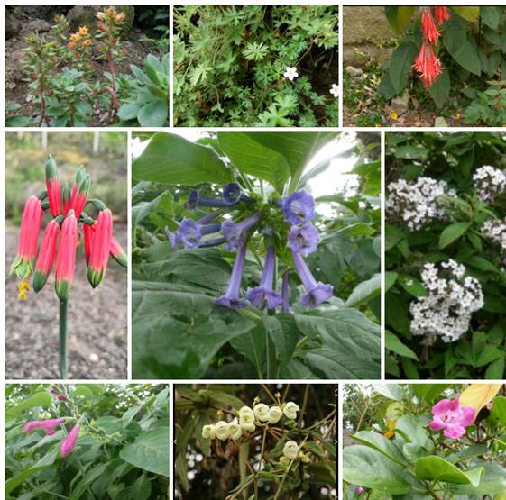 Un jardín de flores

Descripción generada automáticamente